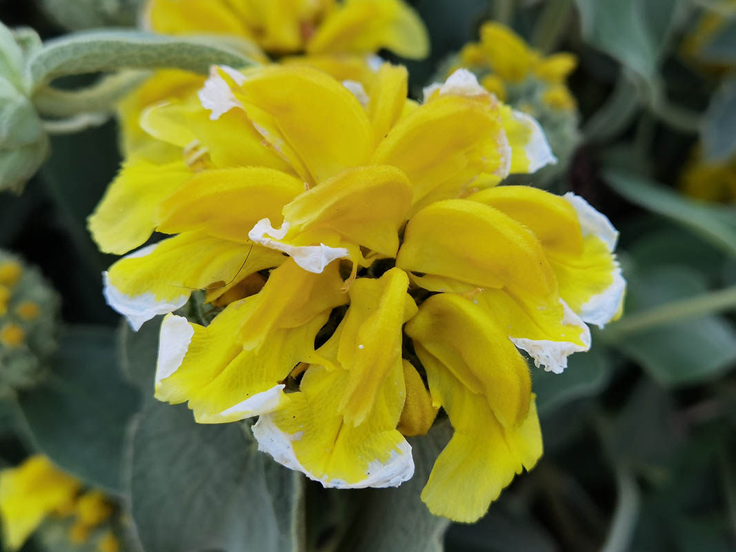 Phlomis fruticosa